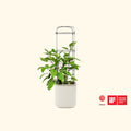 EZ Self-Watering Tomato Planter with Trellis Gen 1 | Vego Garden