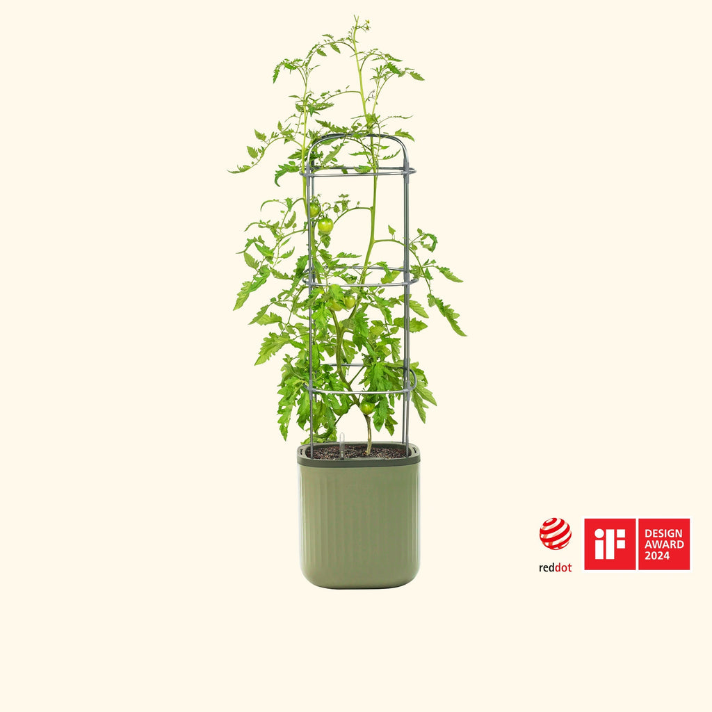 EZ Self-Watering Tomato Planter with Trellis Gen 1