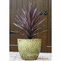 Bauer's Cordyline