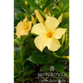 Sun Parasol® Sunbeam Mandevilla