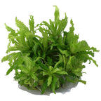 Tropica Pogostemon helferi (Medium, Foreground) 1-2-Grow!